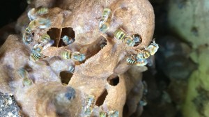 melipona bees and queen bee honey