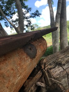 A meliponario, which is a bee indigenous to the Yucatan